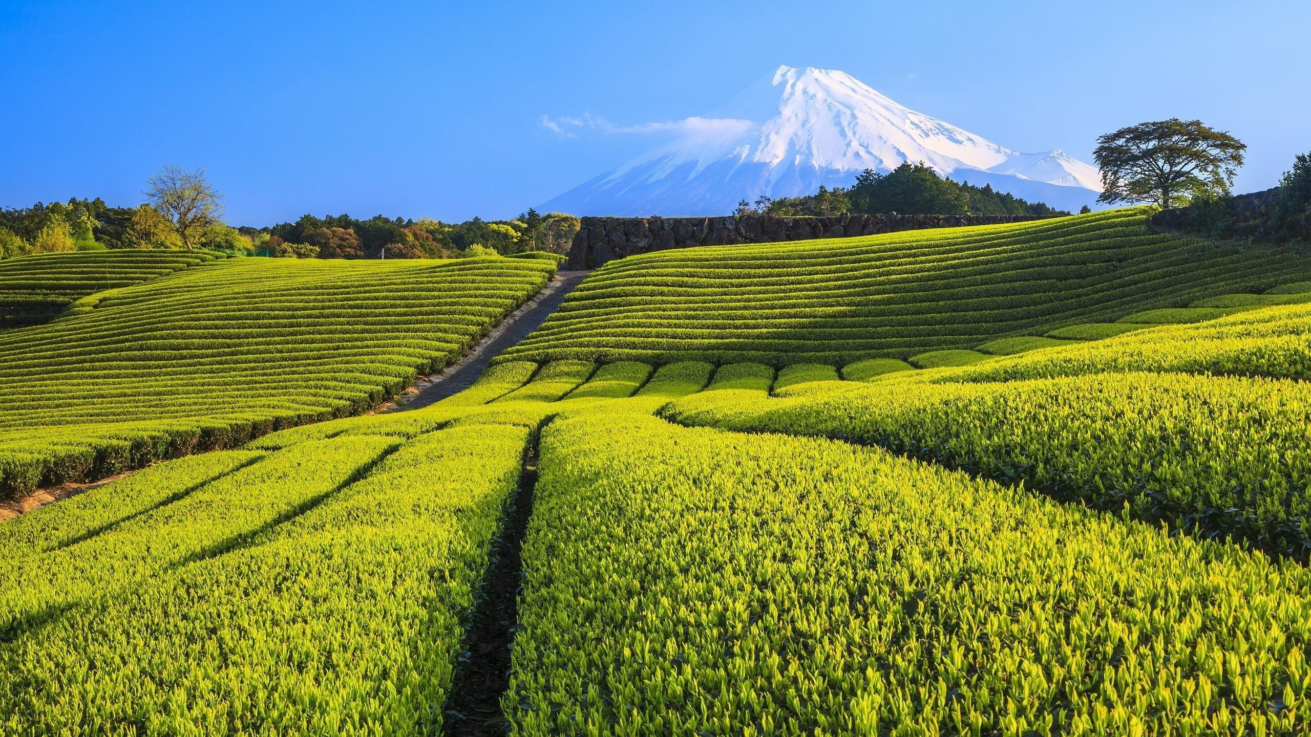 Пейзаж вулкана и чайной плантации полевой природы обои скачать