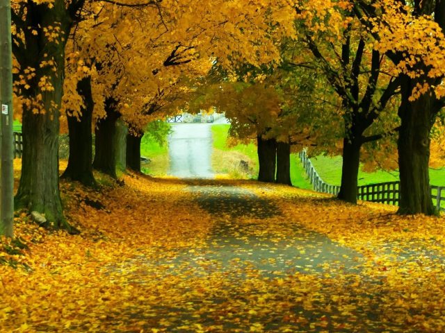 Дорога с желтыми листьями между осенними листьями деревьев с забором природа