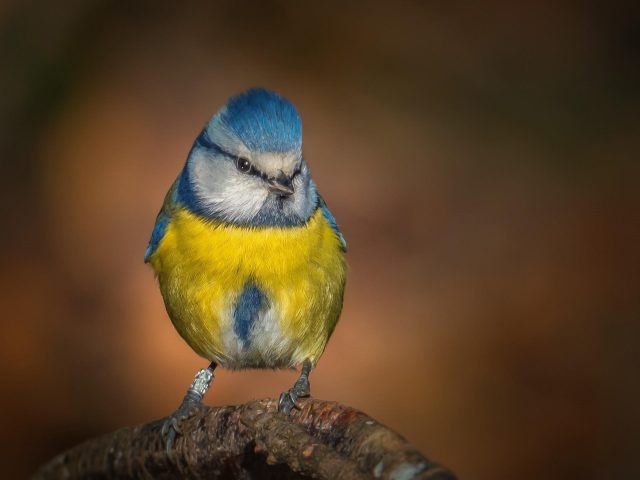 Желто голубая синица на стволе дерева в размытом фоне птицы