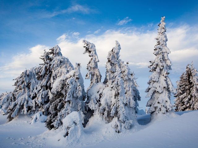 Норвежские ели покрытые снегом на фоне голубого неба зимой природа