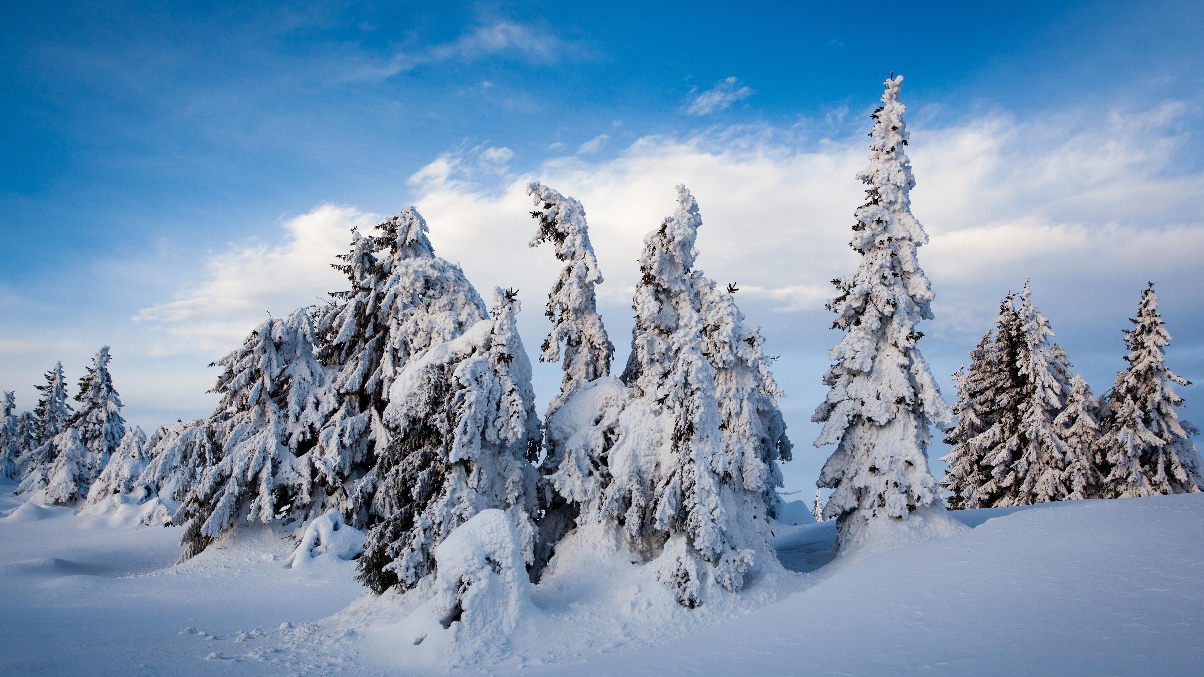 Норвежские ели покрытые снегом на фоне голубого неба зимой природа обои скачать