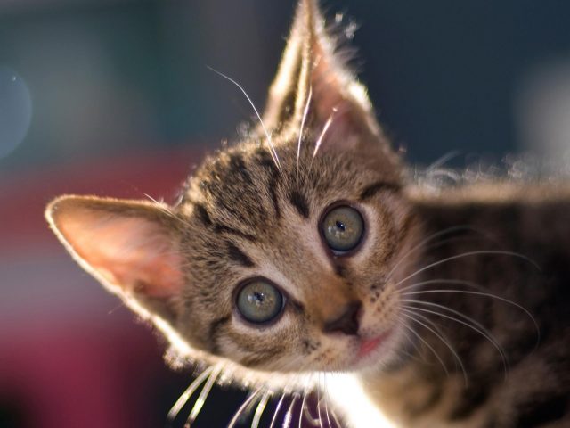 Карие черные серые глаза котенка с пристальным взглядом котенка