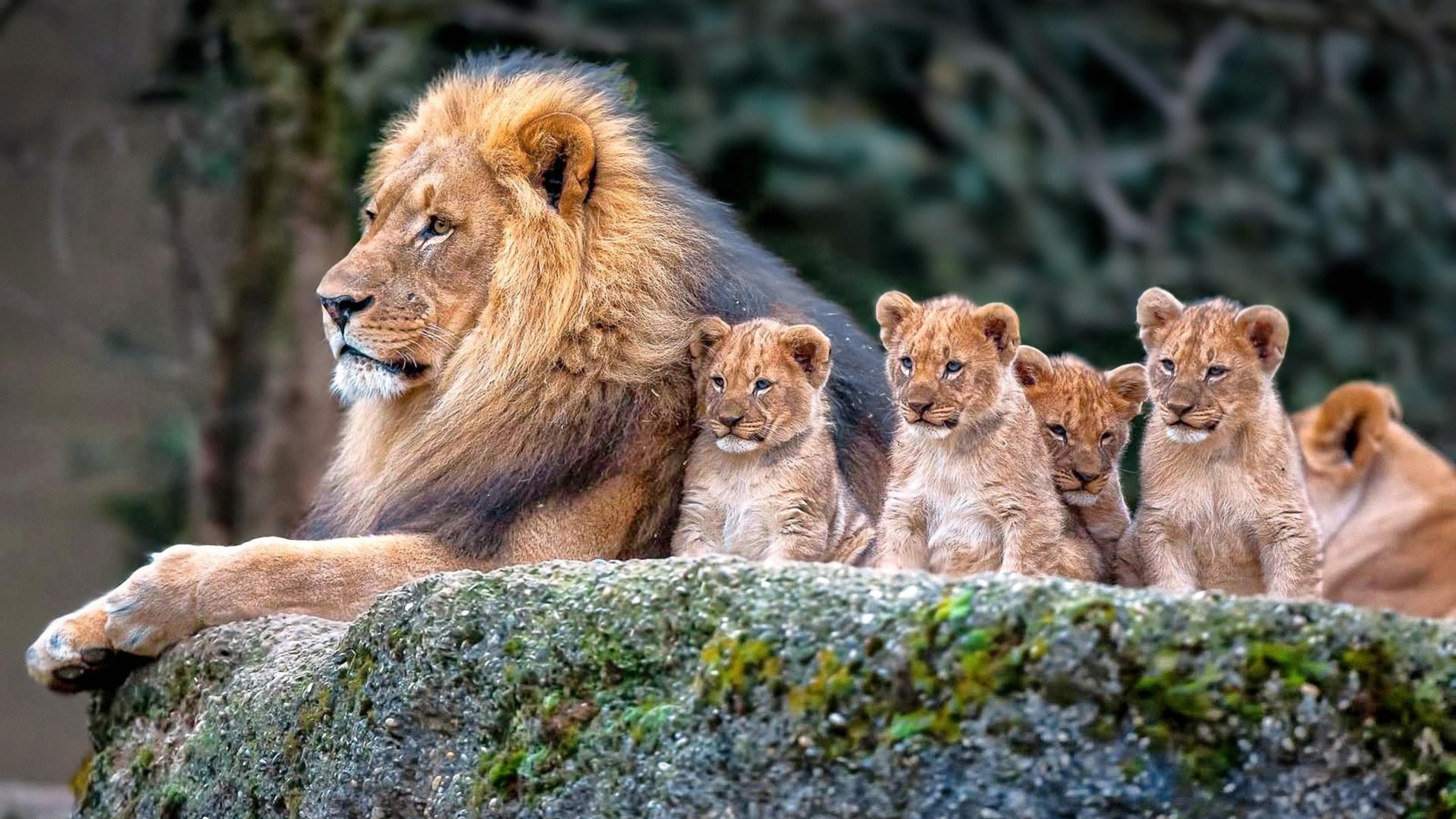 Большой лев и львята сидят на скале в размытом фоне животных обои скачать
