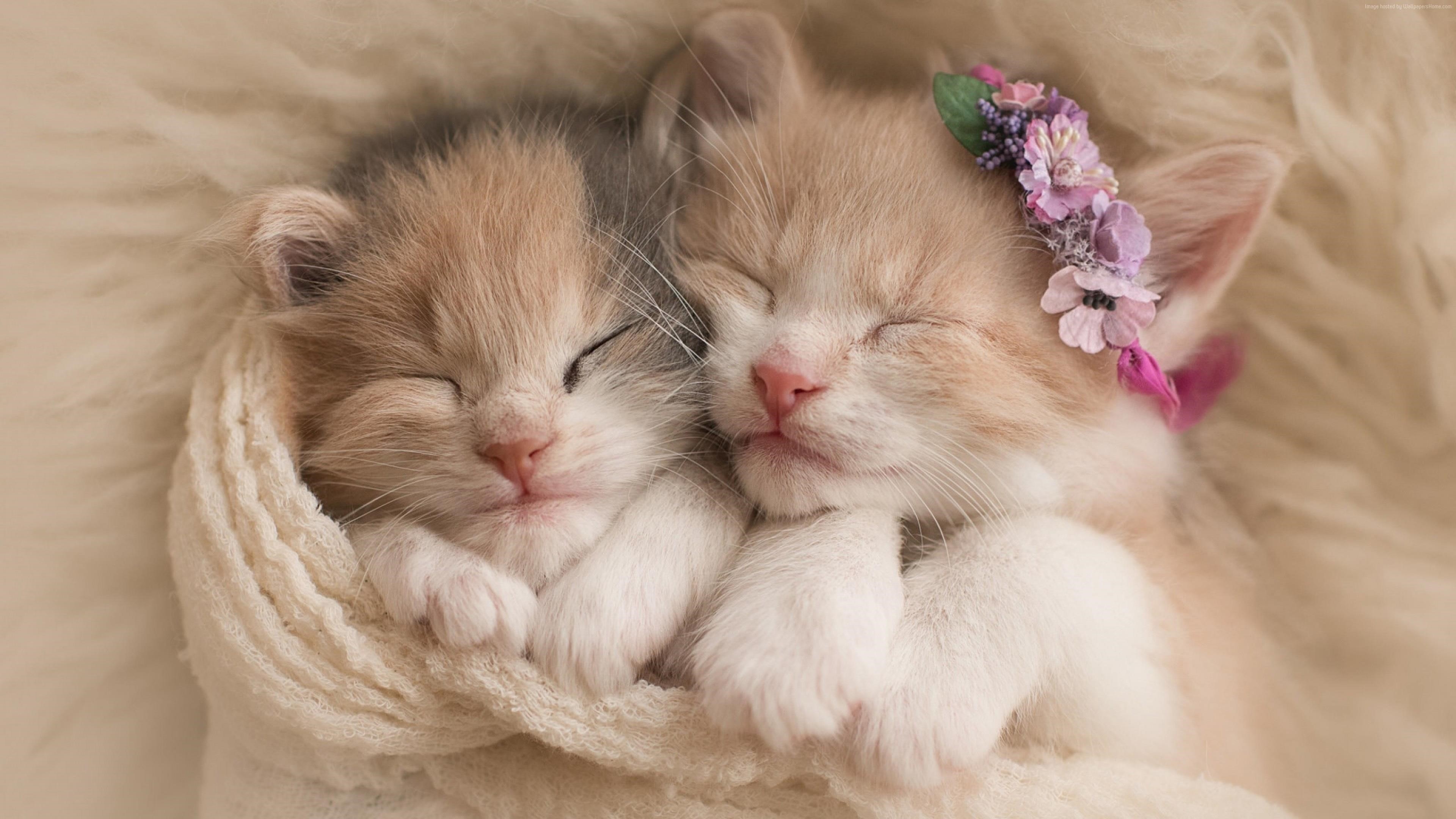 Два красивых котенка спят накрытые белым полотенцем котята обои скачать