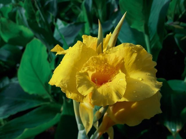 Гладиолус желтый цветок в листьях фоновые цветы