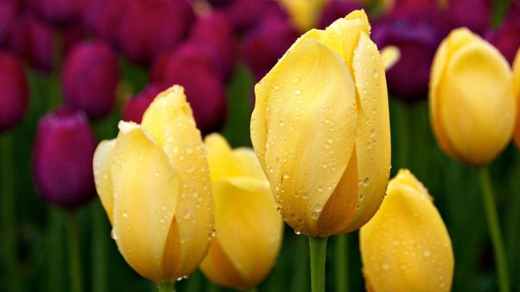 Желтые тюльпаны бутоны капли воды травы цветы обои скачать