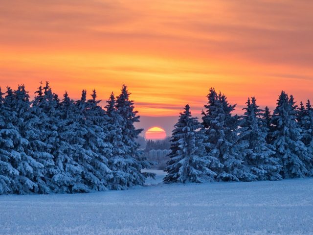 Заснеженные сосны во время восхода солнца природа