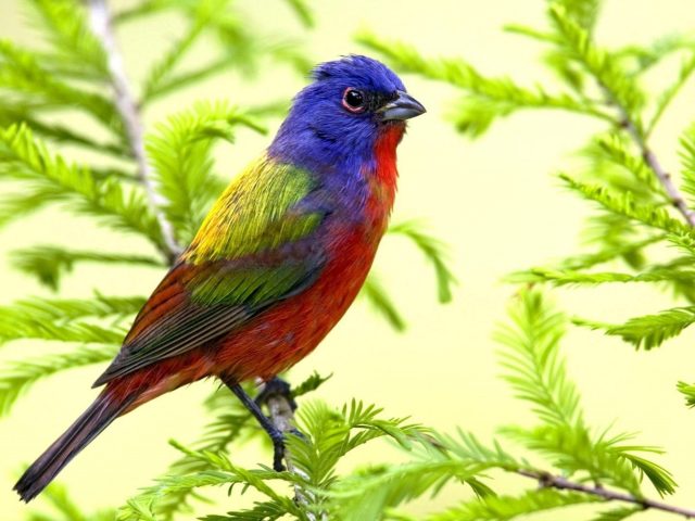 Фиолетовый красный зеленый желтый попугай на ветке дерева с листьями птицы