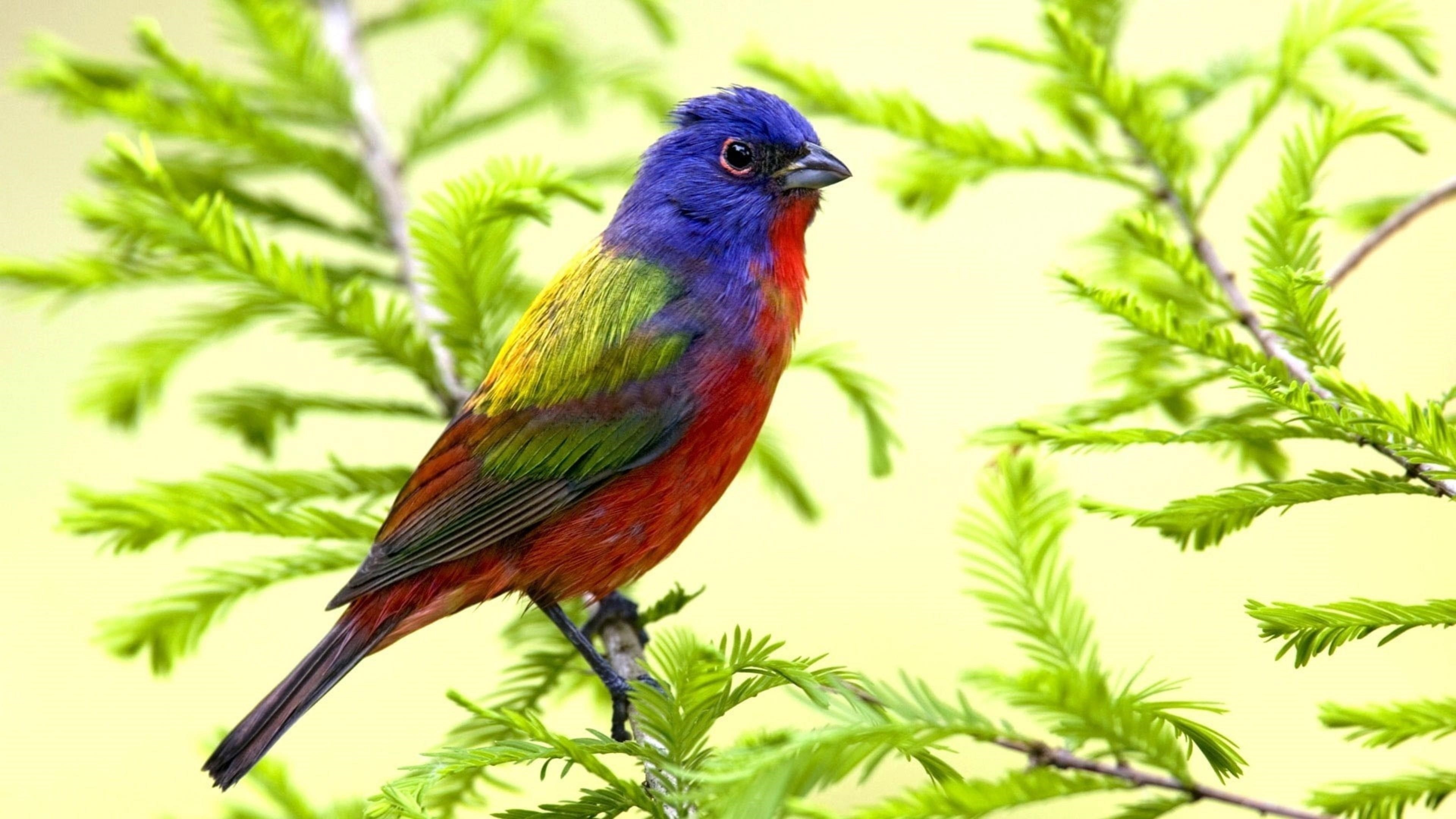 Фиолетовый красный зеленый желтый попугай на ветке дерева с листьями птицы обои скачать