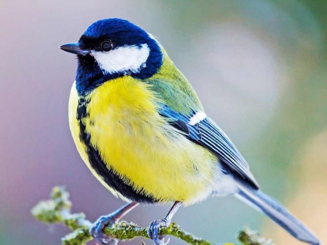 Сине желтая белая птица сидит на стебле дерева в размытом фоне птицы