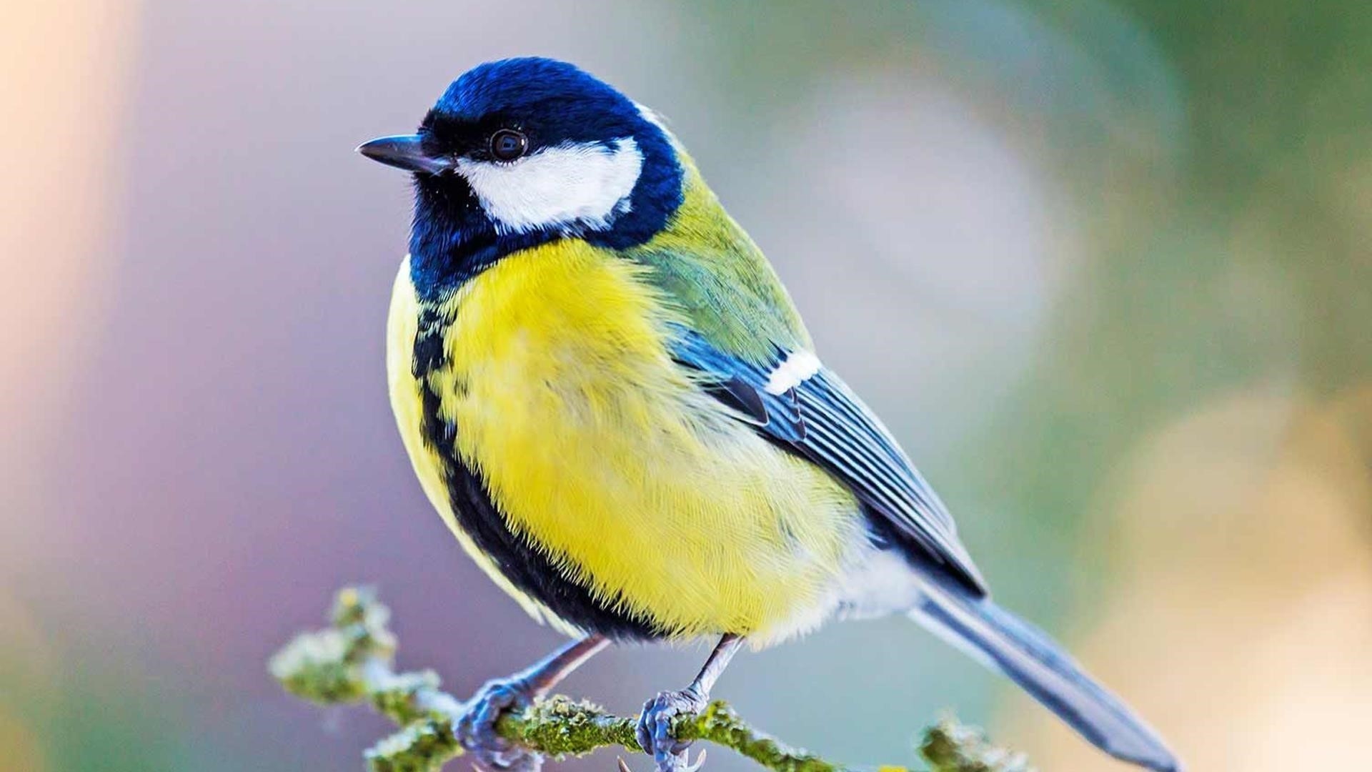 Сине желтая белая птица сидит на стебле дерева в размытом фоне птицы обои скачать