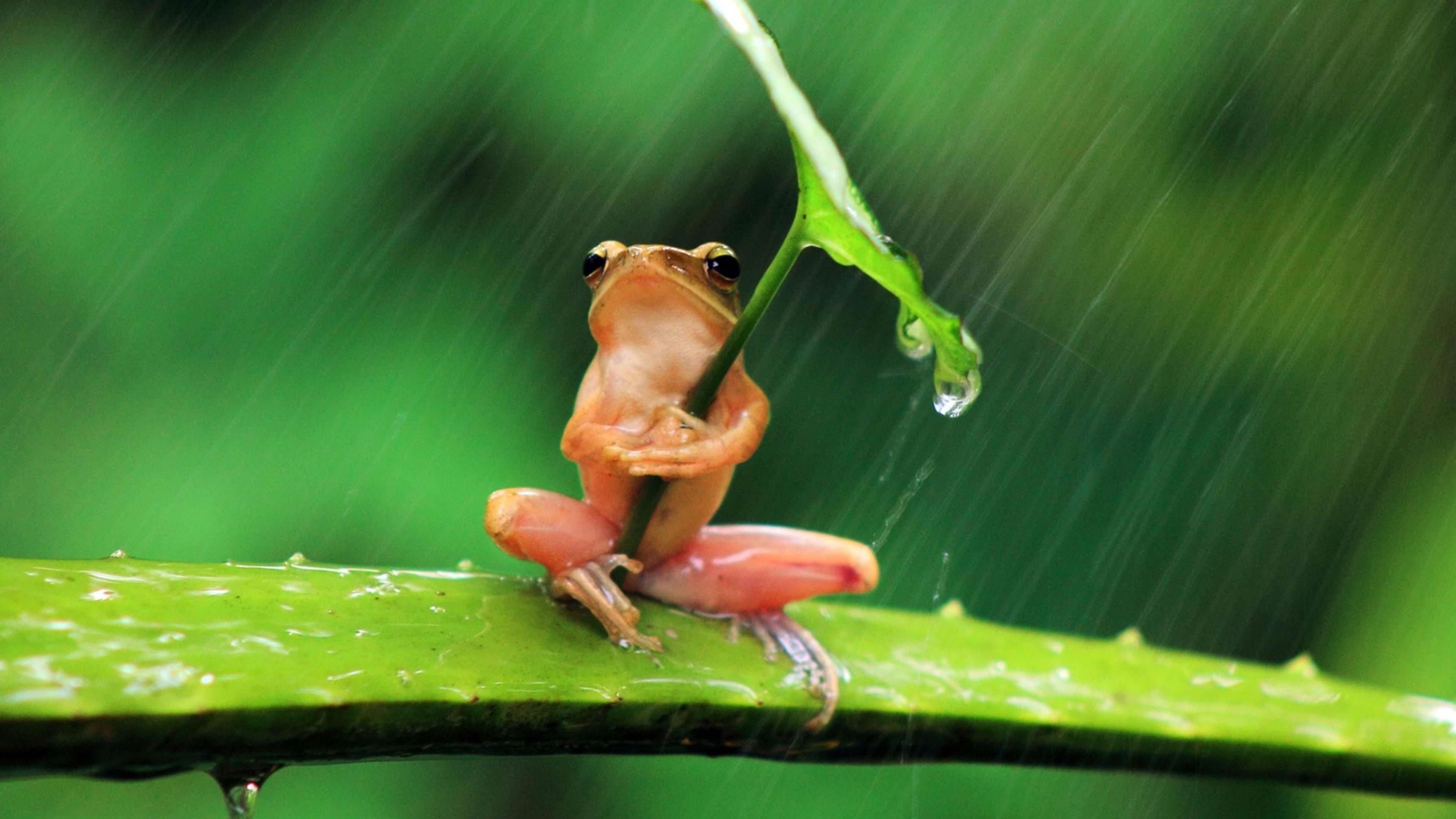 РД лягушка сидит на Алоэ Вера держит лист под дождем животные обои скачать