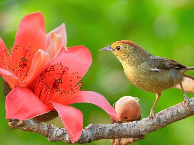 Желтая маленькая птичка на зеленом фоне на ветке дерева с цветочными животными