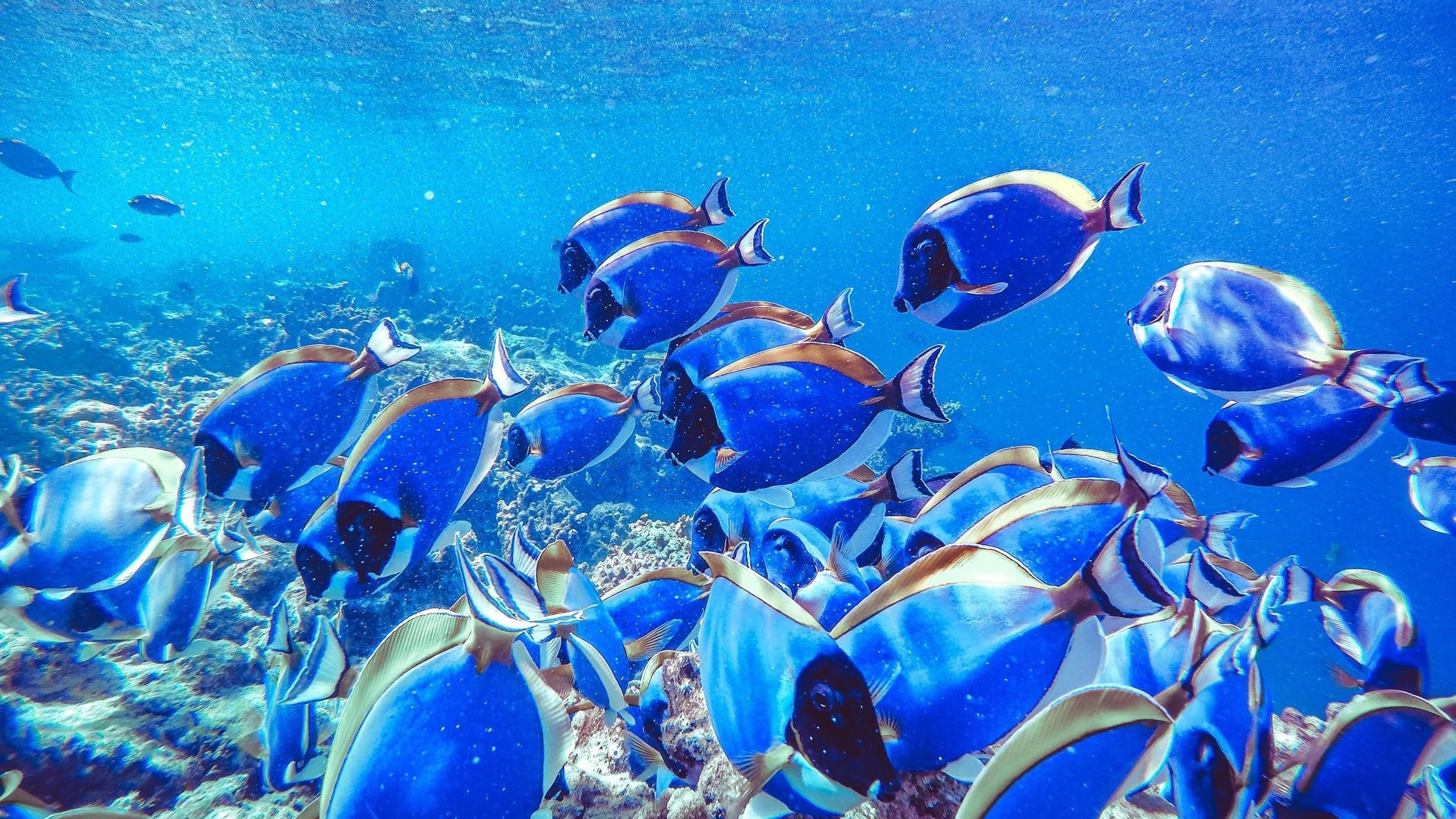 Косяк голубых рыб подводных животных обои скачать