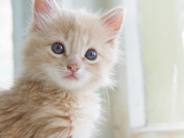 Голубые глаза бакенбарды светло-коричневая белая кошка котенок котенок