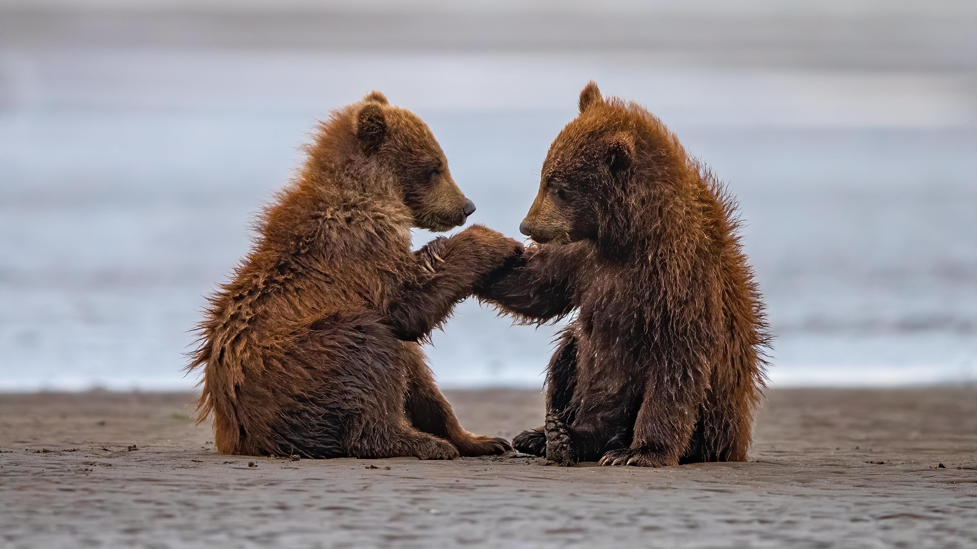 Два медвежонка сидят на пляжном песке на фоне воды в дневное время животные обои скачать