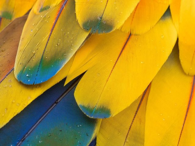Желтые перья абстрактные