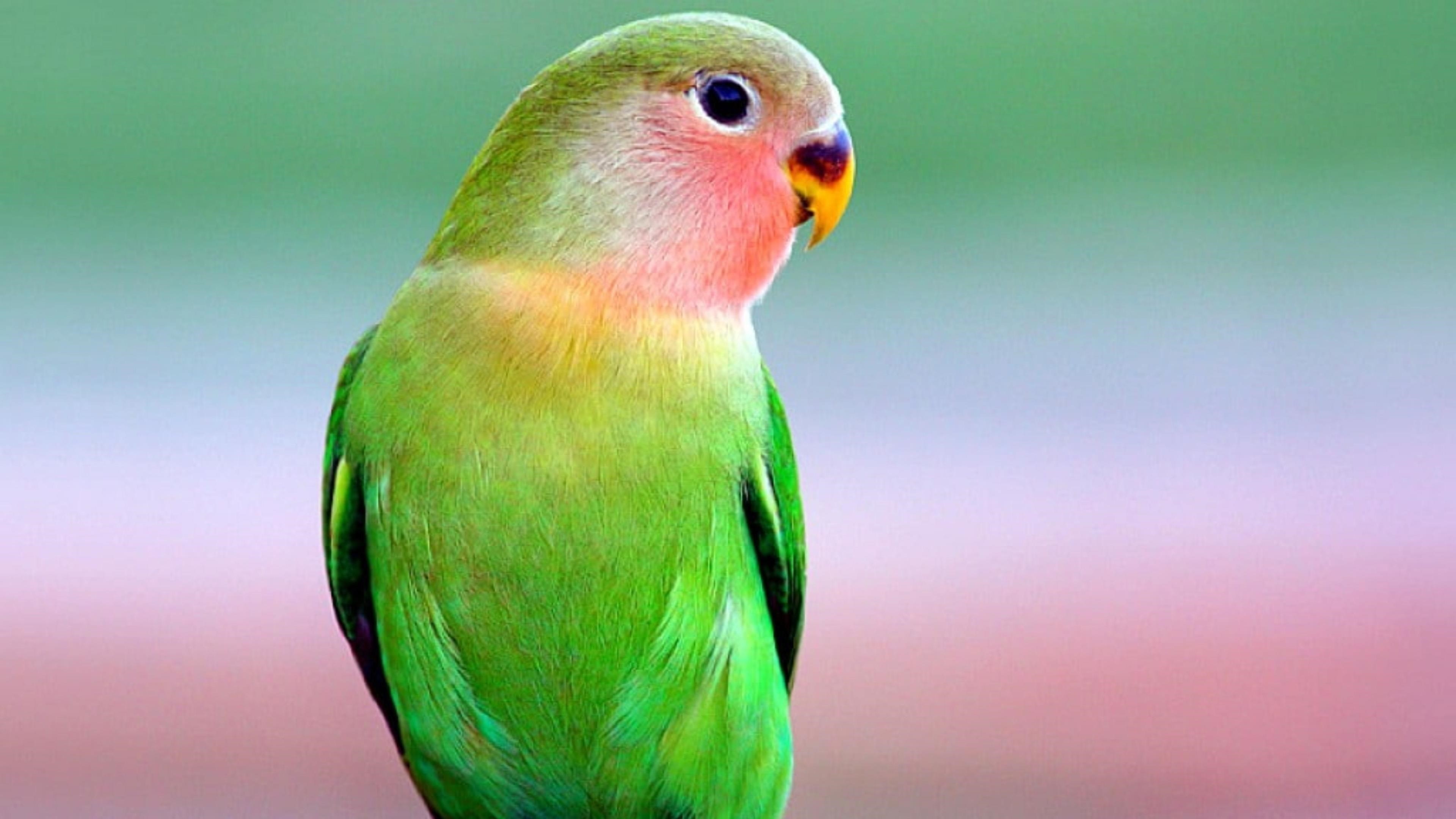 Красивый зеленый попугай на сине зеленом фоне птицы обои скачать