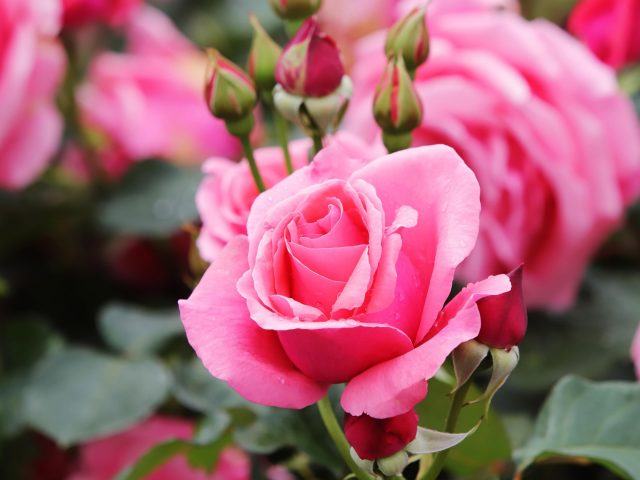 Бутон розовый лепесток цветок роза цветы