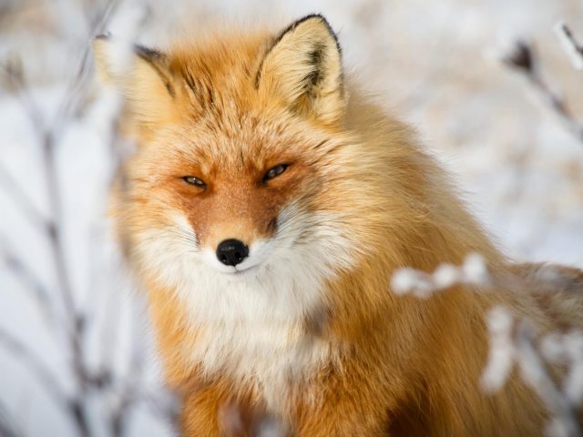 Коричневая белая лиса на фоне снежного поля лиса