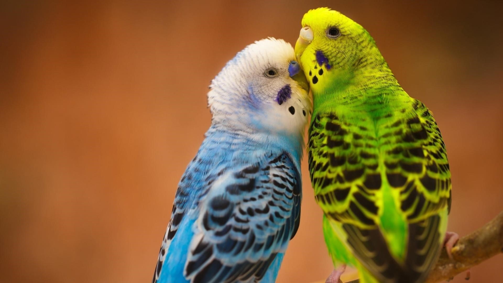 Сине зеленые любовные птицы на ветке дерева в размытом фоне птицы обои скачать