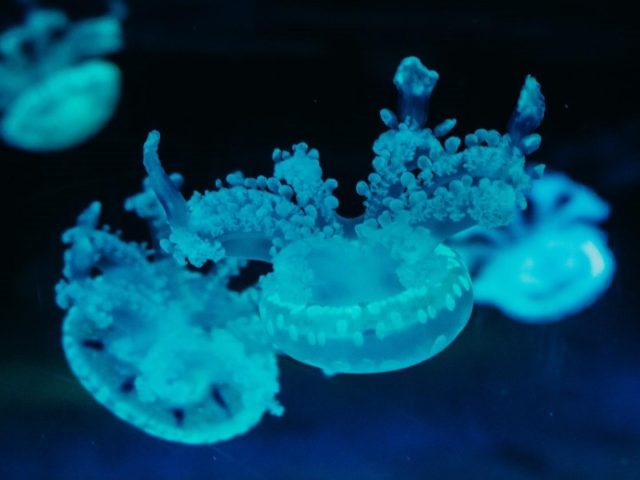 Голубые медузки подводные животные