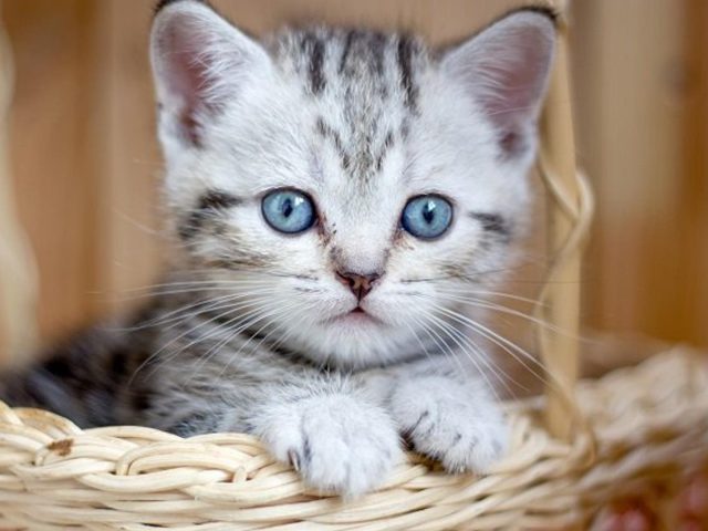 Светло-голубые глаза белый черный меховой кот котенок внутри бамбуковой корзины на размытом фоне котенок