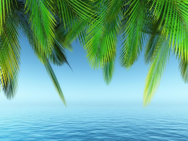 Земля пальма под голубым берегом природа