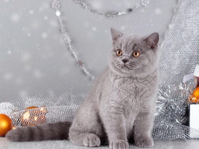 Темно-пепельная персидская кошка в предметах декора фоновая кошка