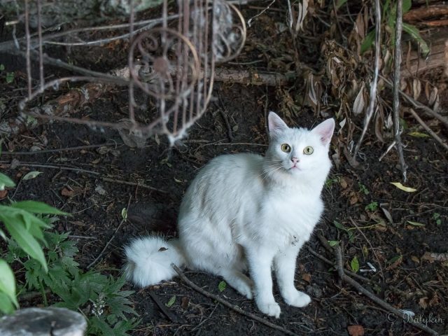 Белая меховая кошка сидит на земле милая кошка