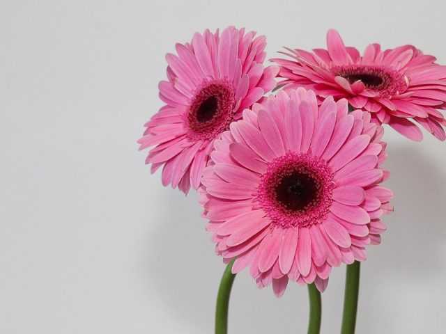 Лепесток герберы розовый цветок на белом фоне цветы