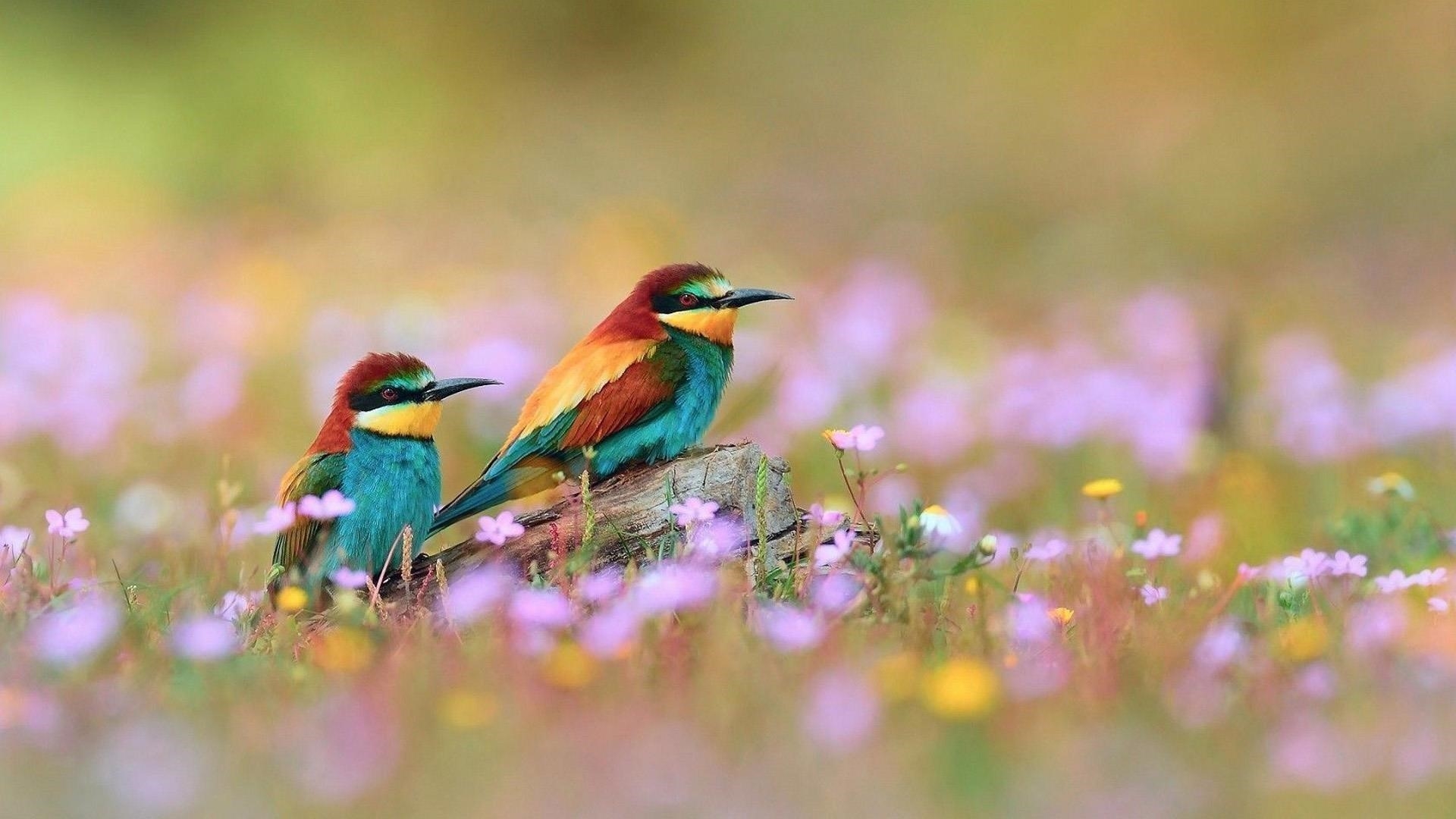 Две зеленые красно желтые птицы с острым носом сидят на стволе дерева в размытом цветочном фоне животные обои скачать
