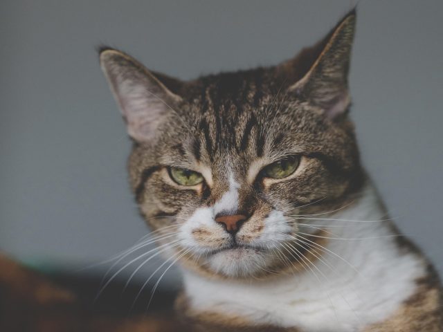 Котенок с зелеными глазами на сером фоне котенок