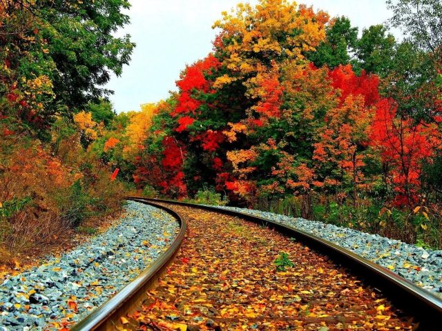 Листья на железной дороге между зелеными и красно желтыми деревьями в дневное время природа