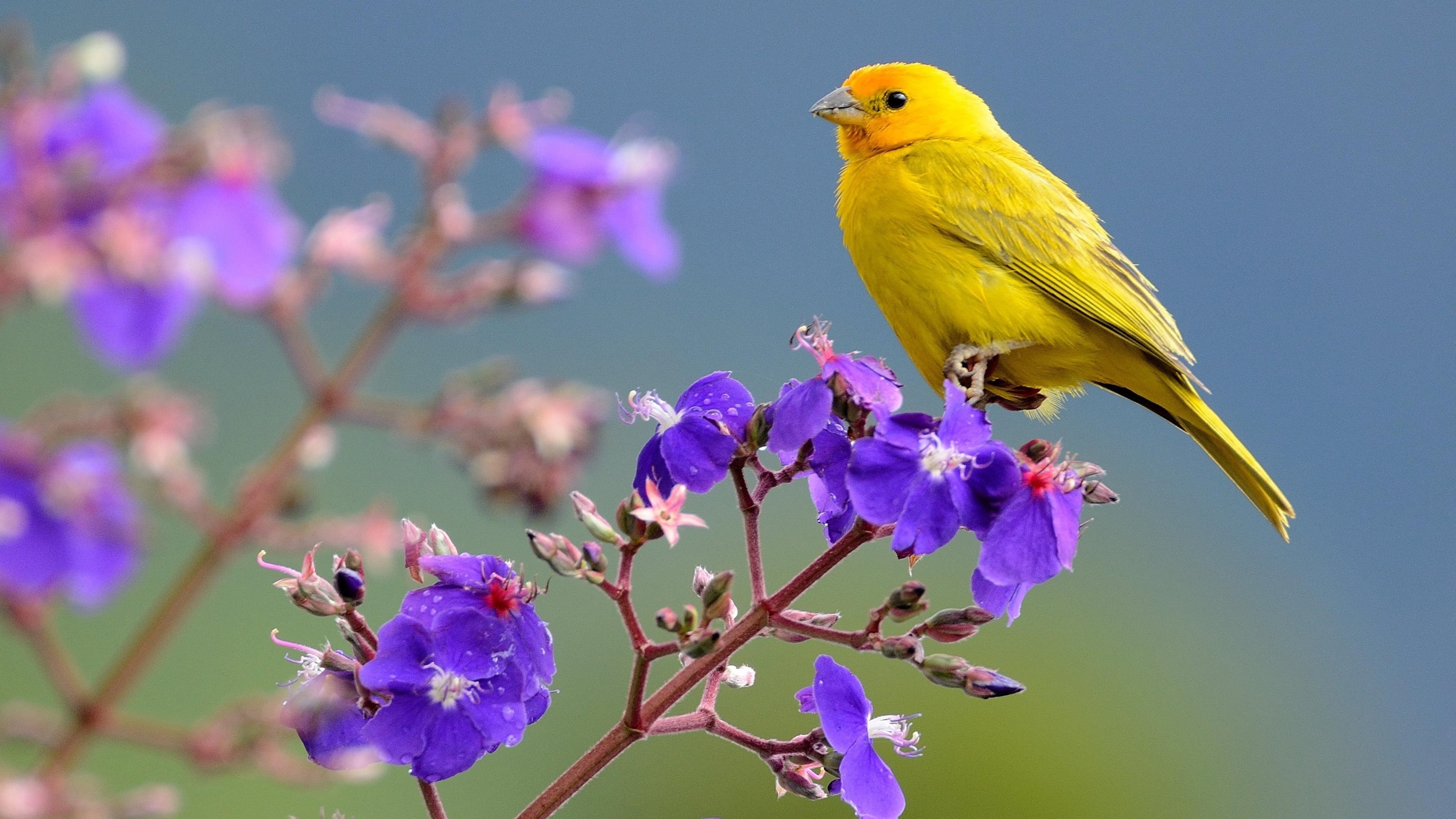 Шафранный зяблик желтая птица сидит на фиолетовых цветочных птицах обои скачать