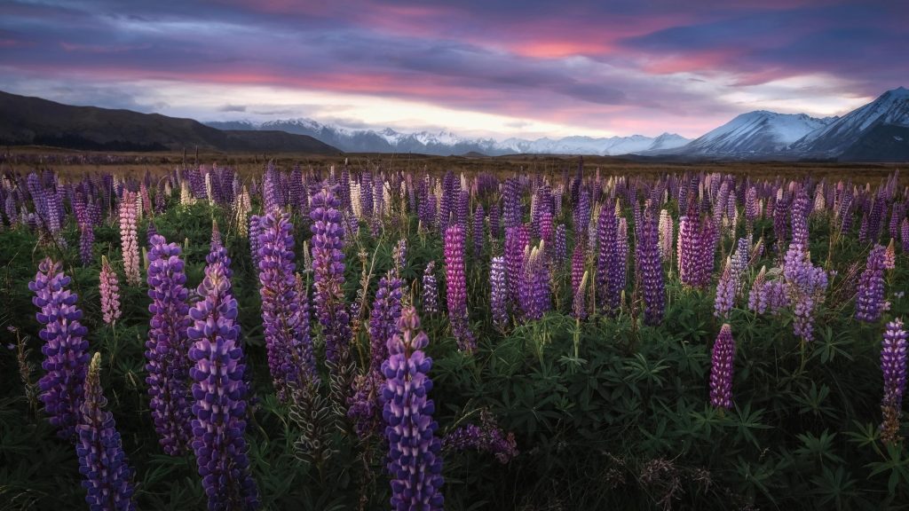 Цветочный пейзаж люпин фиолетовые цветы природа обои скачать