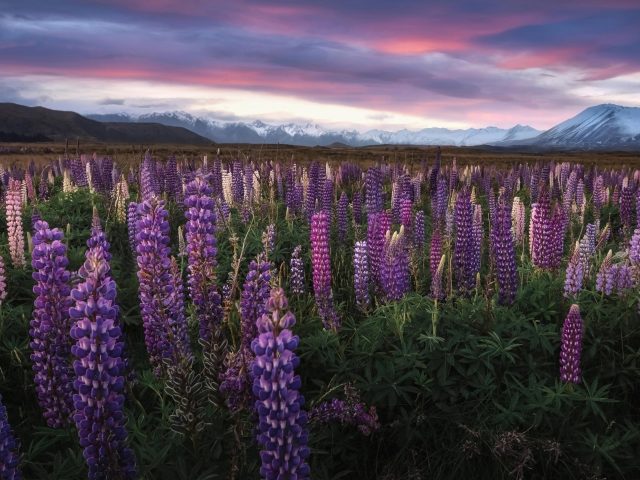 Цветочный пейзаж люпин фиолетовые цветы природа