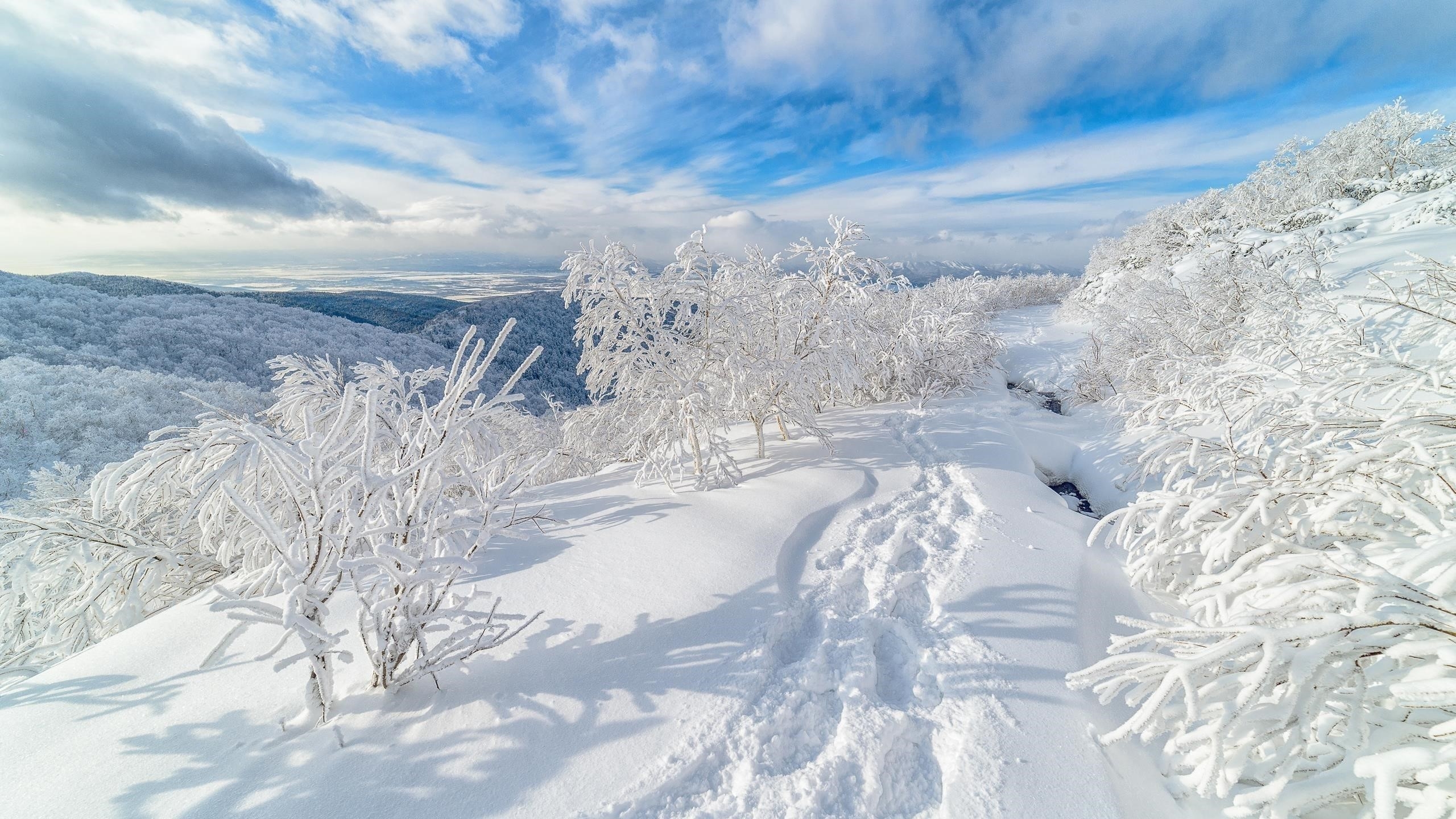 Россия снег дерево на зиму с облаками и голубым небом фон природа обои скачать