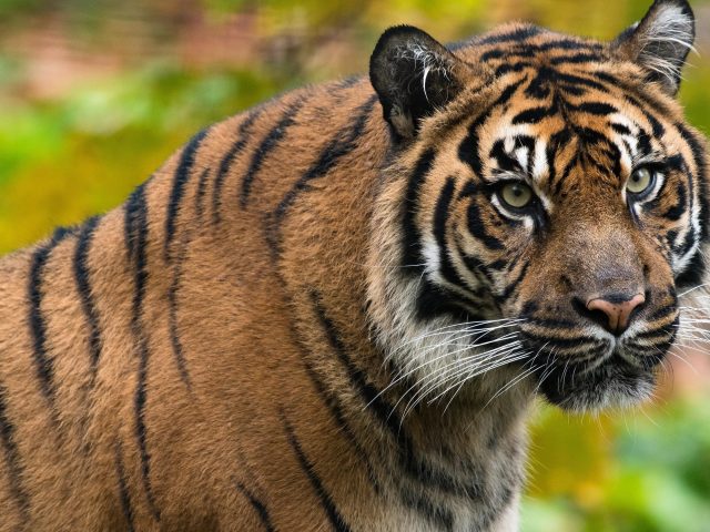 Тигровый взгляд