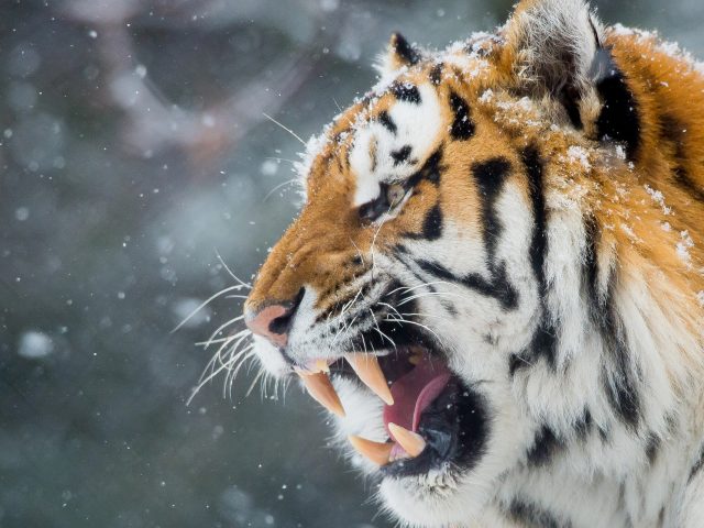 Голодный тигр