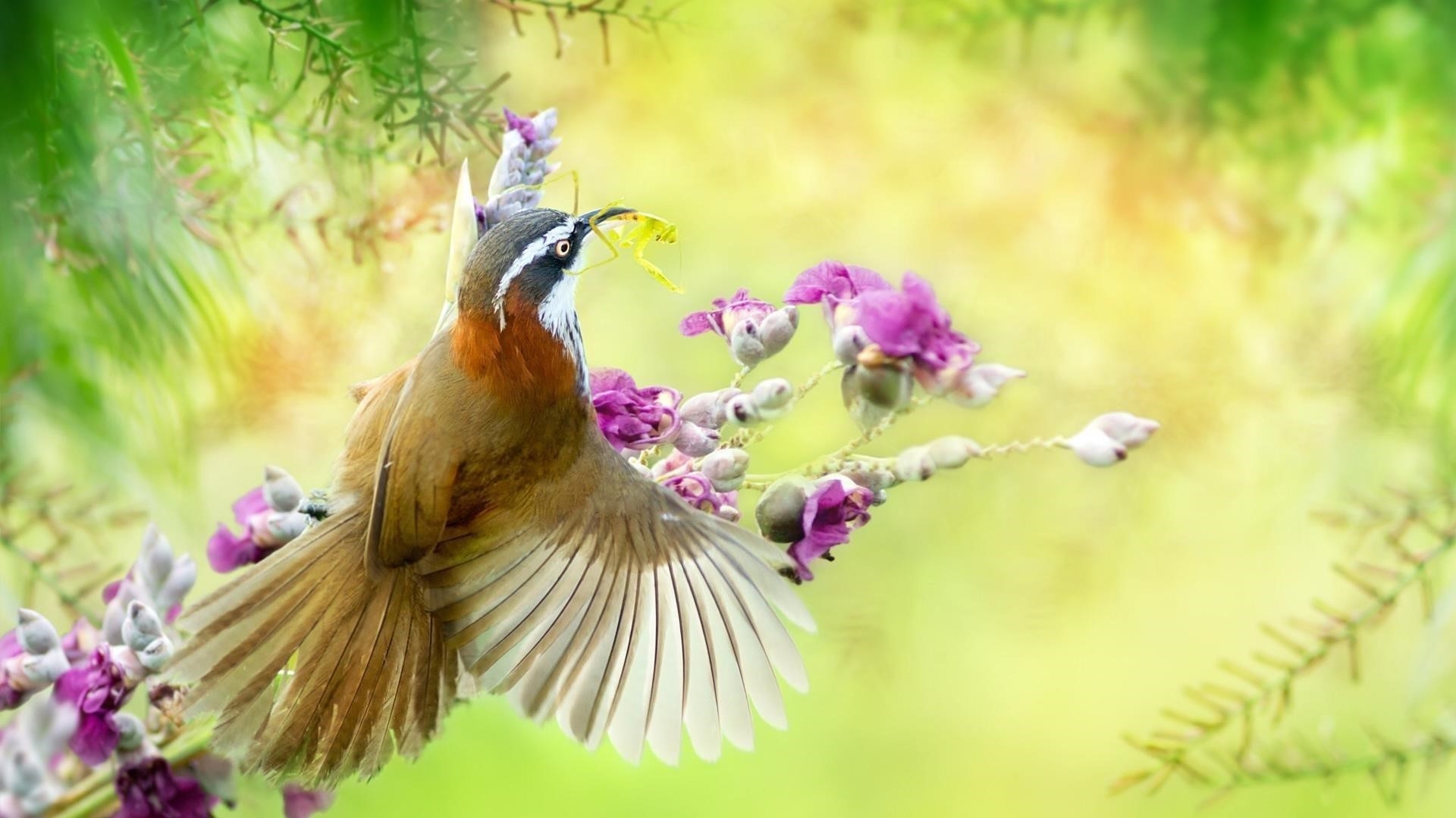 Коричневая птица с острым клювом сидит цветы ветви дерева птицы обои скачать