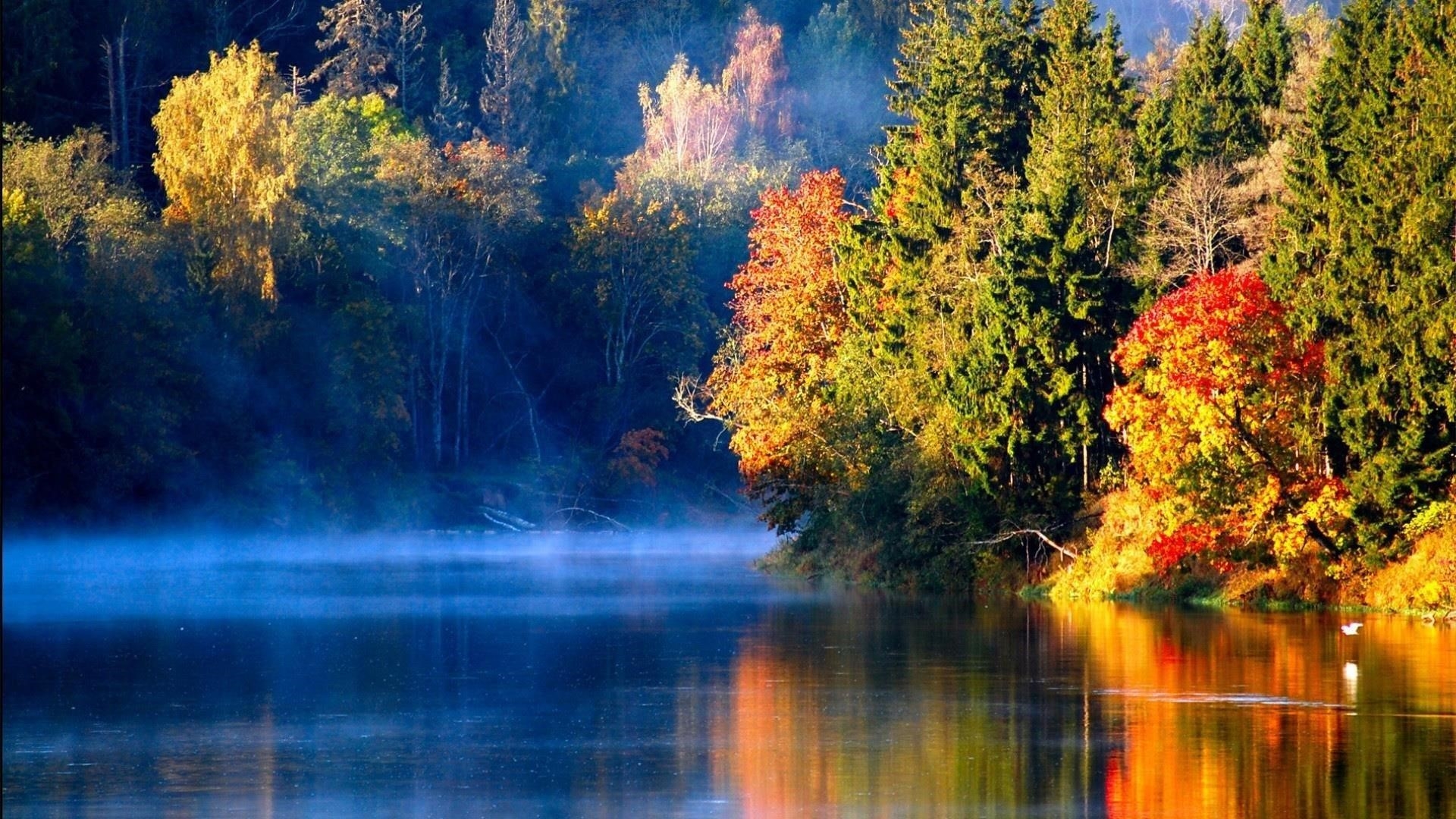 Красочные деревья отражение на водоеме в лесной природе обои скачать
