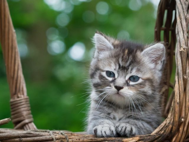 Светло-черный котенок белой кошки сидит в бамбуковой корзине на зеленом фоне боке котенок