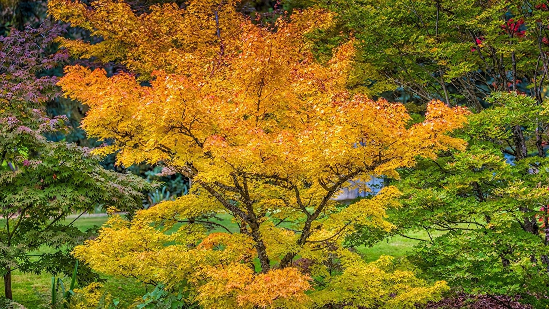 Японское дерево с желтыми листьями
