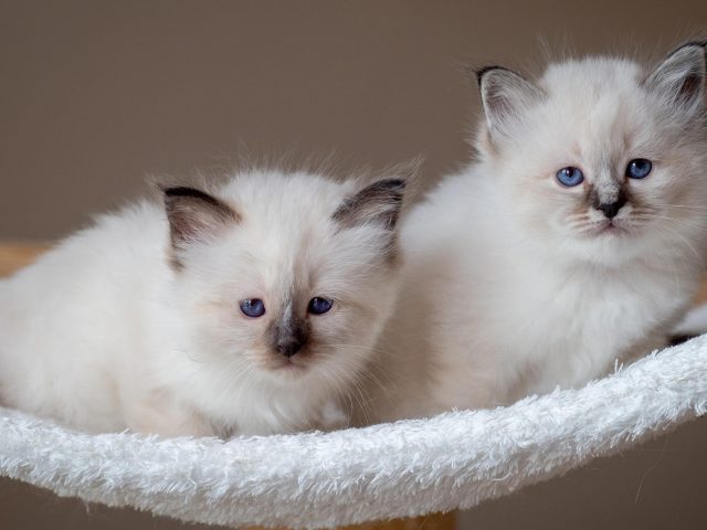 Белые голубые глаза котята на белом текстурном стуле котята