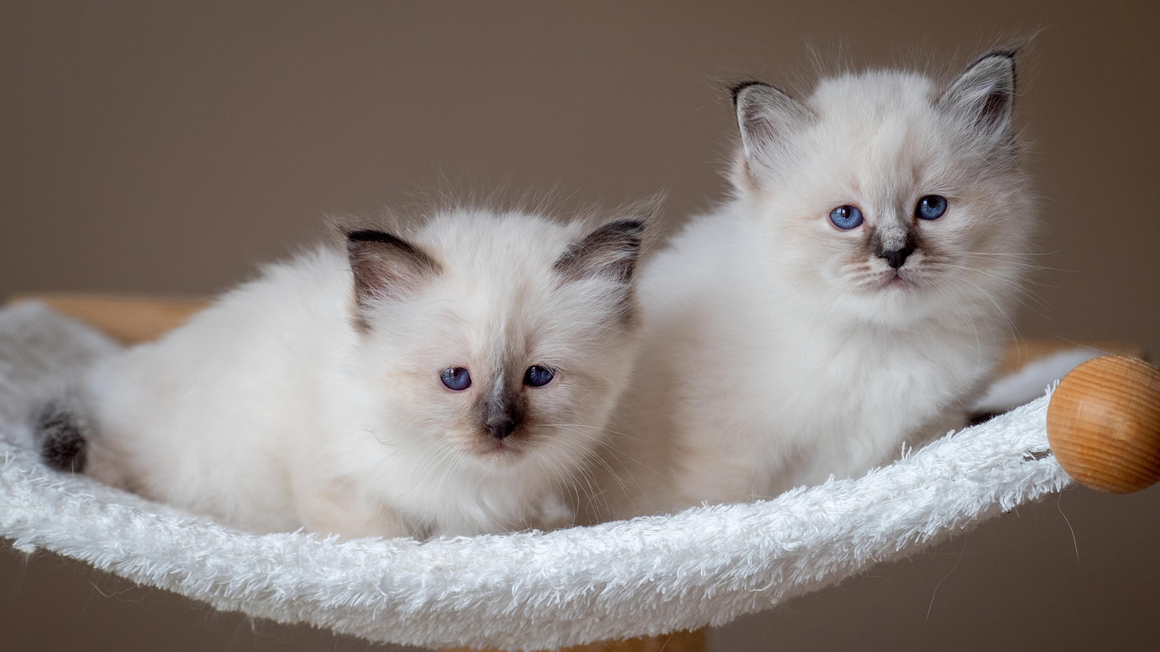 Белые голубые глаза котята на белом текстурном стуле котята обои скачать