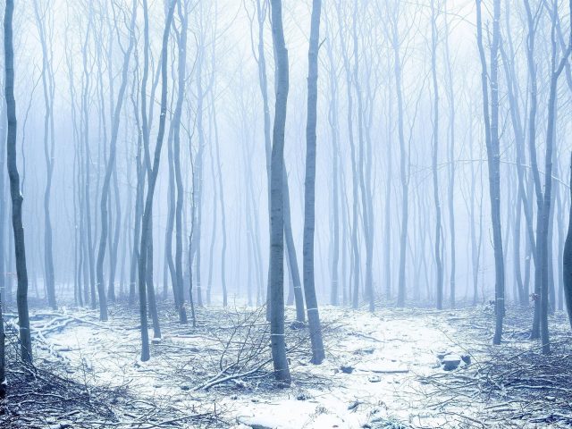 Заснеженный ствол леса с туманом зимой