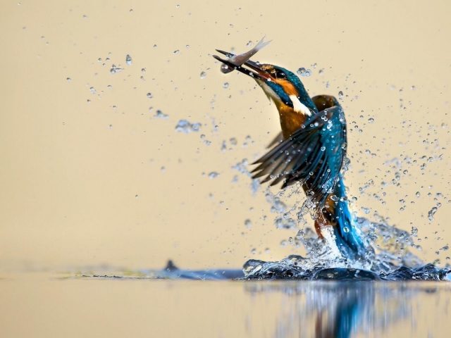 Сине желтый зимородок взлетает из воды с рыбой во рту животные