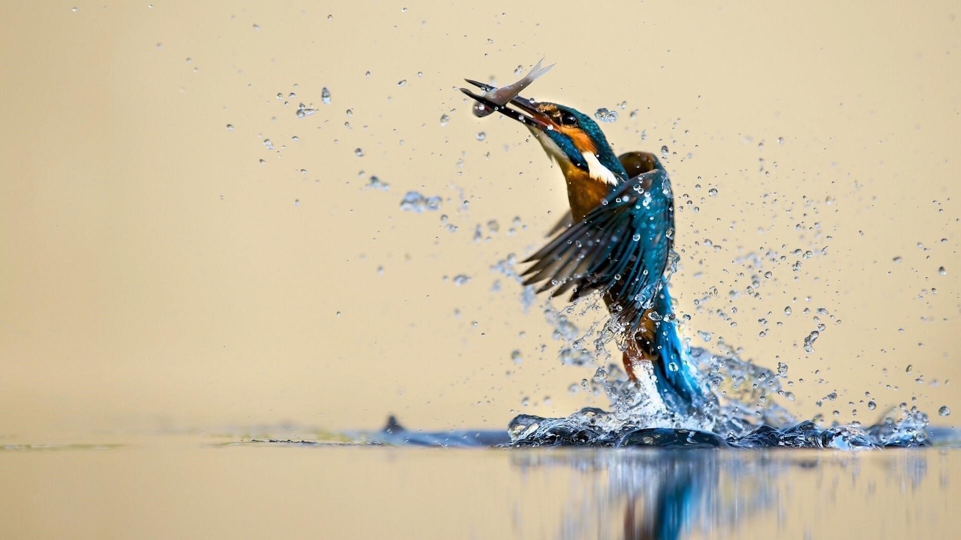 Сине желтый зимородок взлетает из воды с рыбой во рту животные обои скачать