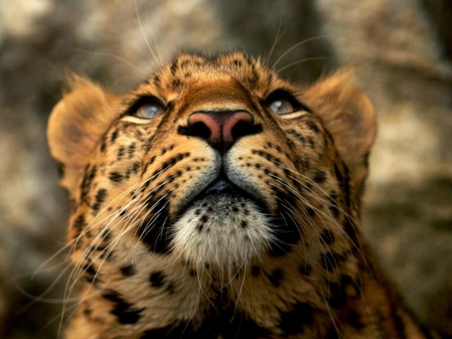 Леопардовые животные голубые глаза желтый мех
